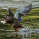Illustration for article titled How To Avoid The Horrible Things That Happen When You Give Ducks Bread